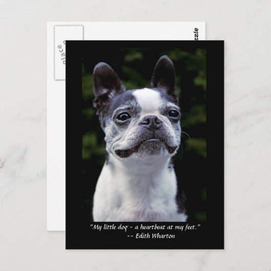 ボストンテリアのカラークォートポストカード ポストカード (正面/裏面)