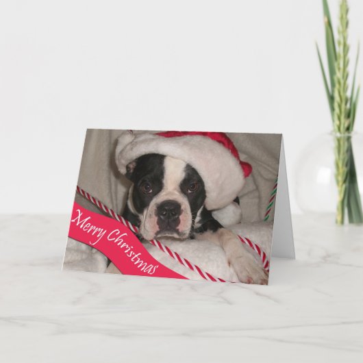 ボストンテリアのクリスマスカード シーズンカード (正面)
