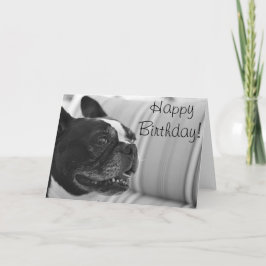 ボストンテリアの写真 カード