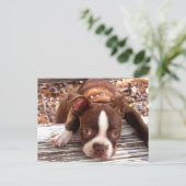 ボストンテリアの同情カード ポストカード (スタンド正面)