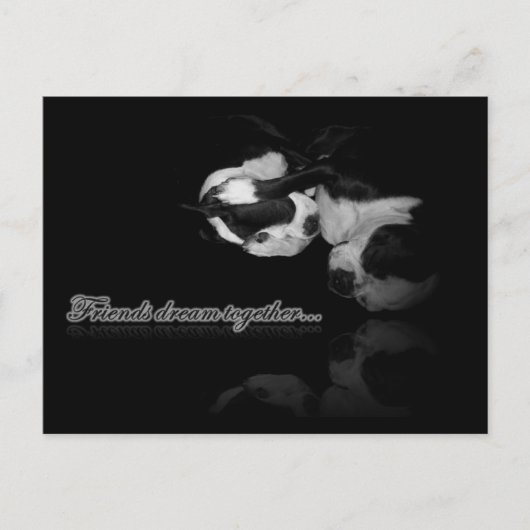 ボストンテリアの夢 - ポストカード (正面)