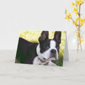 ボストンテリアの子犬の挨拶状 カード (黄色い花)