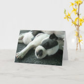 ボストンテリアの子犬の挨拶状 カード (黄色い花)