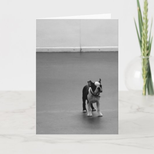 ボストンテリアの子犬DRU カード (正面)