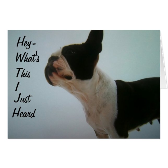 ボストンテリアは驚いている (正面横)