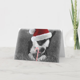 ボストンテリアキャンディーケーンクリスマスカード シーズンカード