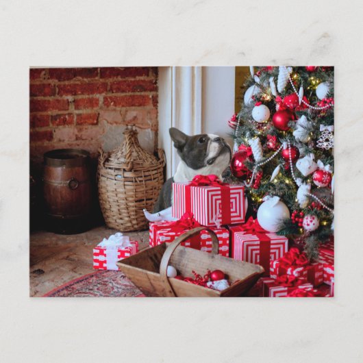 ボストンテリアクリスマス シーズンポストカード (正面)