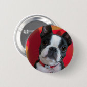 ボストンテリアピン 缶バッジ (正面&裏面)