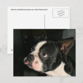 ボストンテリアポストカードフフフフフフフット! ポストカード (正面/裏面)