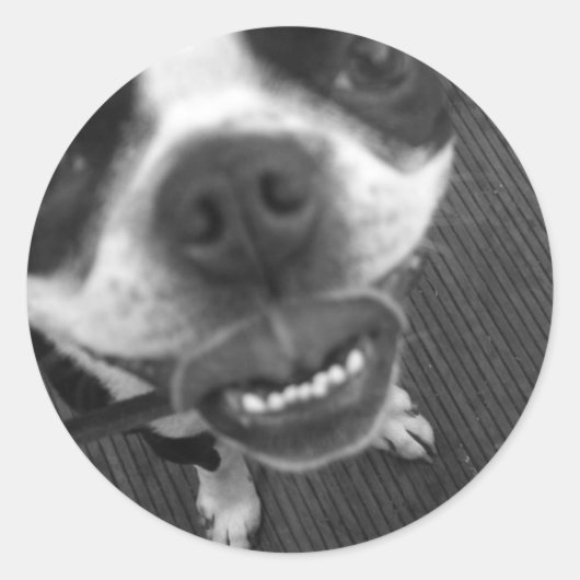 ボストンテリアリップ ラウンドシール (正面)