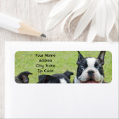 ボストンテリア住所 シール (インサイチュ)