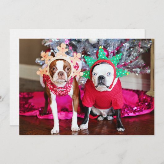 ボストンテリア島 (正面/裏面)