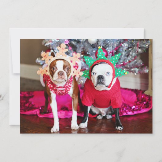 ボストンテリア島 (正面)