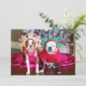 ボストンテリア島 (スタンド正面)