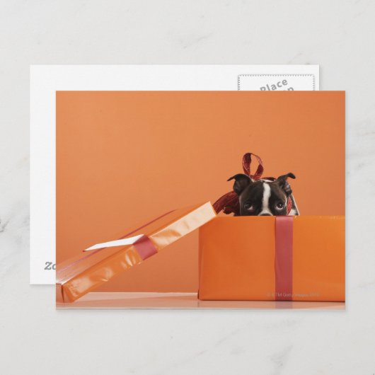 ボストンテリア犬のギフトボックス ポストカード (正面/裏面)