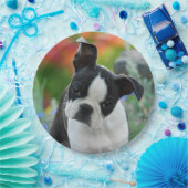 ボストンテリア犬の子犬のポートレート、幸せなパーティー ペーパープレート (パーティー)