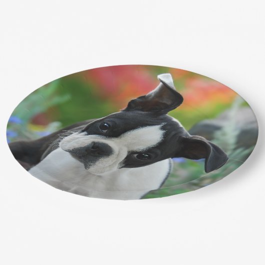 ボストンテリア犬の子犬のポートレート、幸せなパーティー ペーパープレート (アングル)