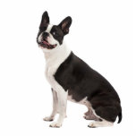ボストンテリア犬の美しいフォトスカルプチャー、ギフト フォトスカルプチャー<br><div class="desc">ボストンテリア犬のフォトスカルプチャーのギフトの美しい写真。  愛犬家のための素晴らしいギフトのアイディア</div>