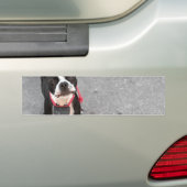 ボストンテリア犬 バンパーステッカー (車上)