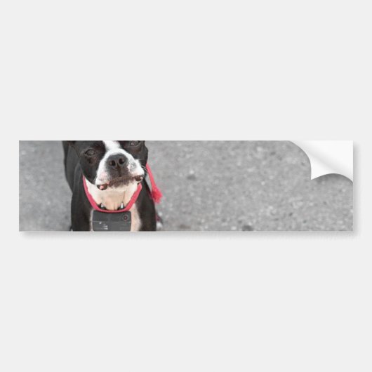 ボストンテリア犬 バンパーステッカー (正面)
