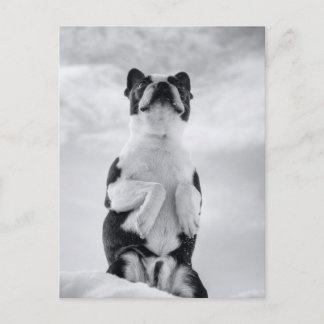 ボストンテリア祈ズ ポストカード