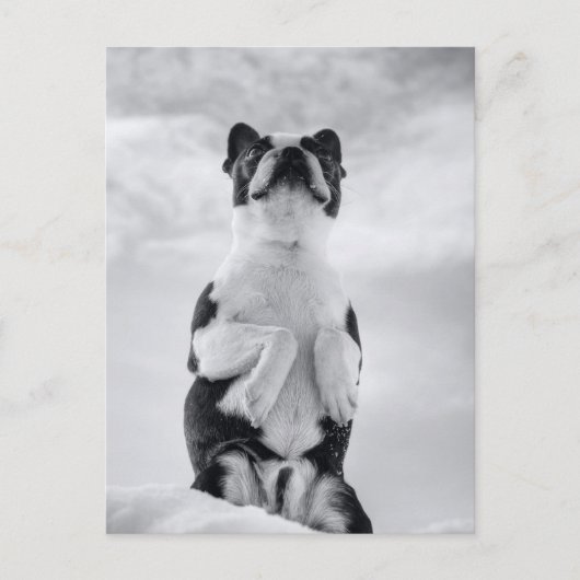 ボストンテリア祈ズ ポストカード (正面)