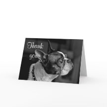 ボストンテリア