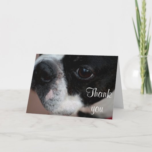 ボストンテリア サンキューカード (正面)