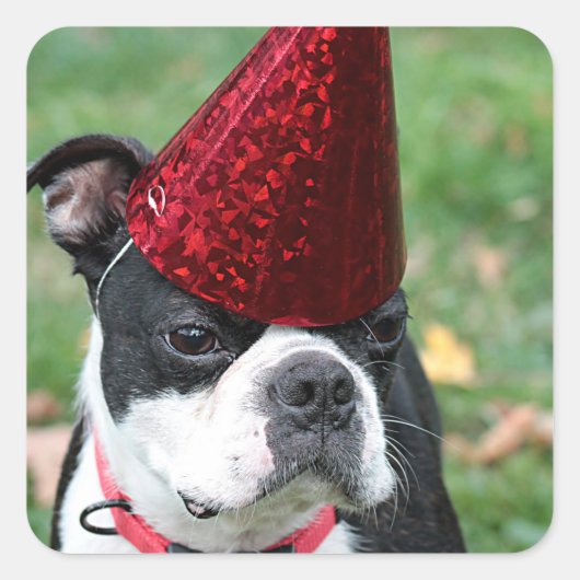 ボストンテリア スクエアシール (正面)