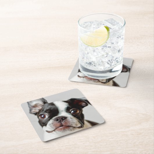 ボストンテリア スクエアペーパーコースター (インサイチュ)