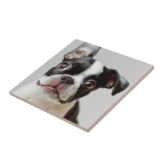 ボストンテリア タイル (側面)