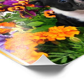 ボストンテリア フォトプリント            (角)