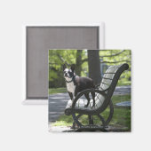 ボストンテリア マグネット (正面/裏面)