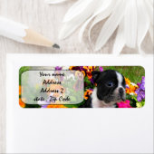 ボストンテリア ラベル (インサイチュ)