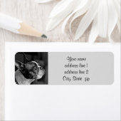 ボストンテリア ラベル (インサイチュ)