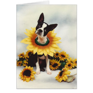 ボストンブルテリアドッグ