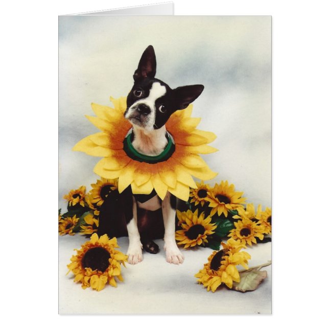 ボストンブルテリアドッグ (正面)