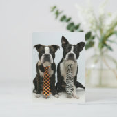 ボストン兄弟はがき ポストカード (スタンド正面)