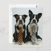 ボストン兄弟はがき ポストカード (正面/裏面)