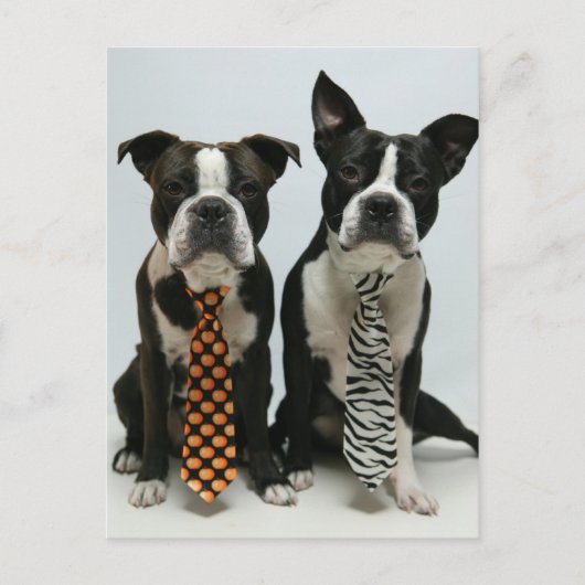 ボストン兄弟はがき ポストカード (正面)