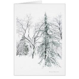 ボストン公共庭