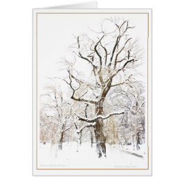 ボストン公共庭