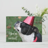 ボストン·テリアー 招待状 (スタンド正面)