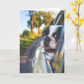 ボストン・テリア・ドッグが車の窓から出る カード (黄色い花)