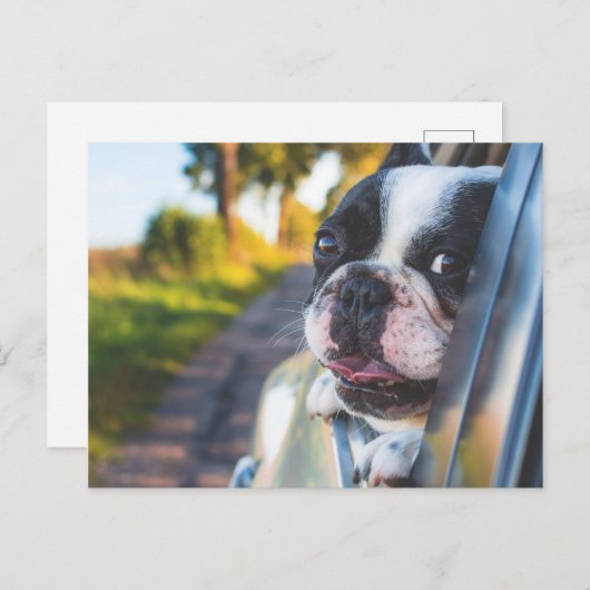 ボストン・テリア・ドッグが車の窓から出る シーズンポストカード (正面/裏面)