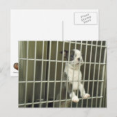 ボストン・テリア・パッピー・イン・シェルター・ケージ ポストカード (正面/裏面)