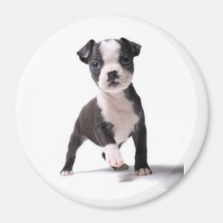 ボスト与えンの子犬の磁石を私にお願い マグネット