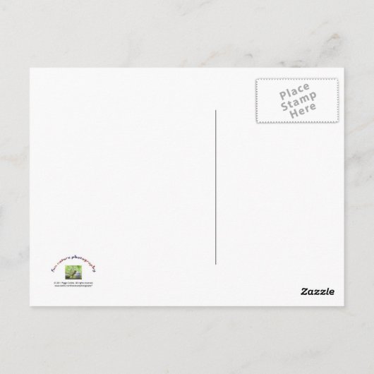 「ボス」リス ポストカード (裏面)