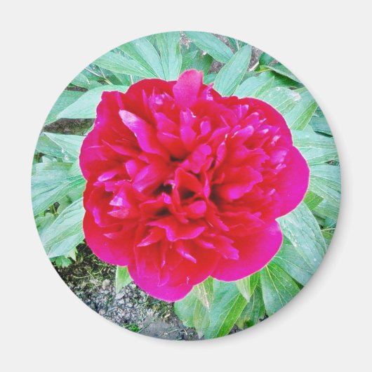 ボズール マグネット (正面)