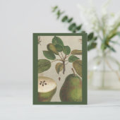 ボタニカルフルーツナシ静物詩 ポストカード (スタンド正面)